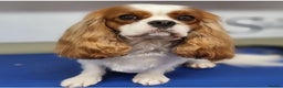 Cavalier King Charles Spaniel dogs for stud: KC Reg Cavalier King Charles Spaniel for Stud in Eastbourne - Advert 7