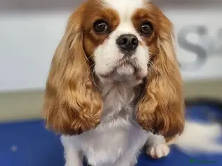 Cavalier King Charles Spaniel dogs KC Reg Cavalier King Charles Spaniel for Stud in Eastbourne - Advert 10