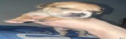 American Bull Staffy dogs for sale: 13 Stunning American bulldog staff mix puppies 😍 - Advert 4
