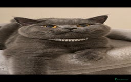 British Shorthair cats for sale: Grey British Shorthair - Advert 9