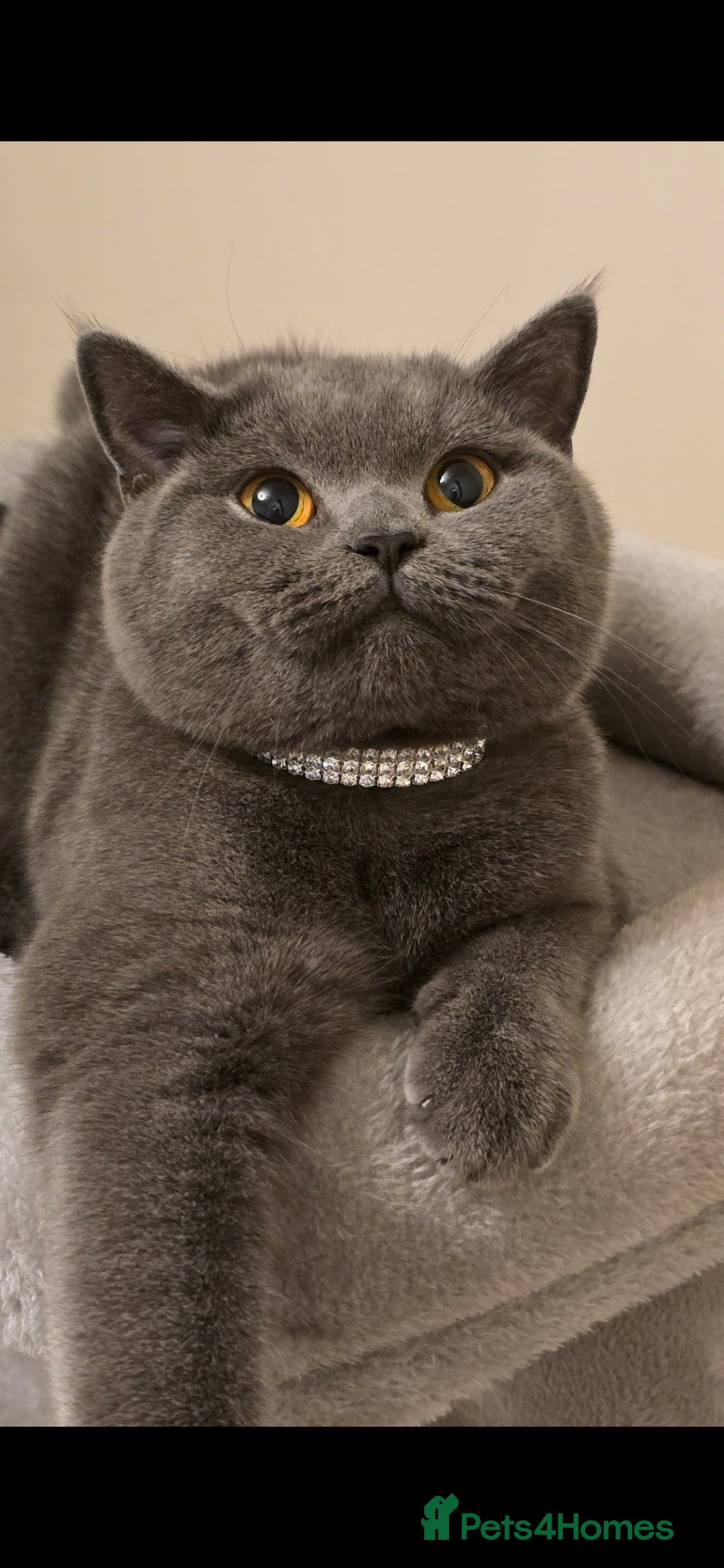 British Shorthair cats for sale: Grey British Shorthair - Advert 9