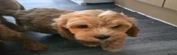 Cavapoo dogs for sale: Cavapoo One beautiful female puppy available  - Advert 13