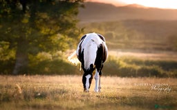 Irish Sports horses for sale: Irish Sports Horse All-Rounder Golden Oldie - Image 4