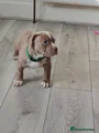 American Bully Puppy 1
