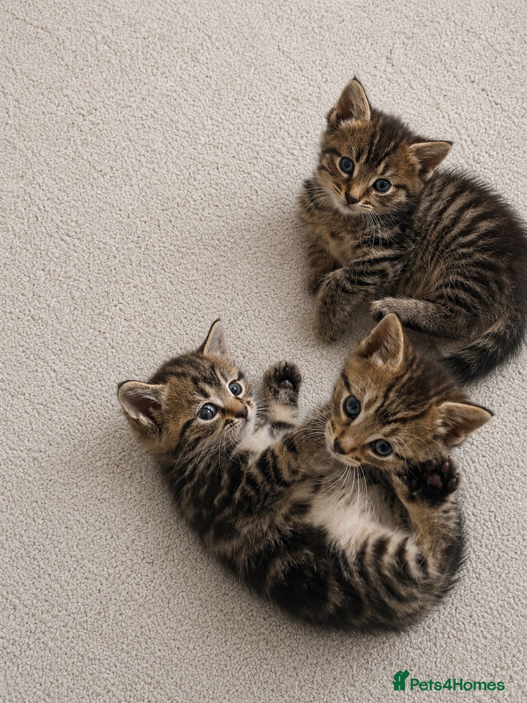 Mixed Breed cats Mix Bengal kittens - Advert 1
