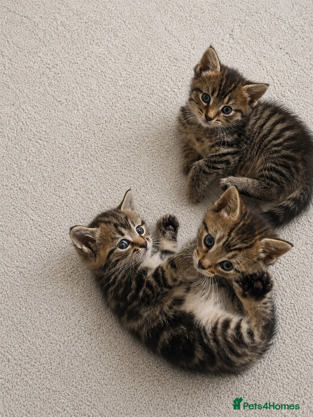 Mixed Breed cats for sale: Mix Bengal kittens - Advert 1