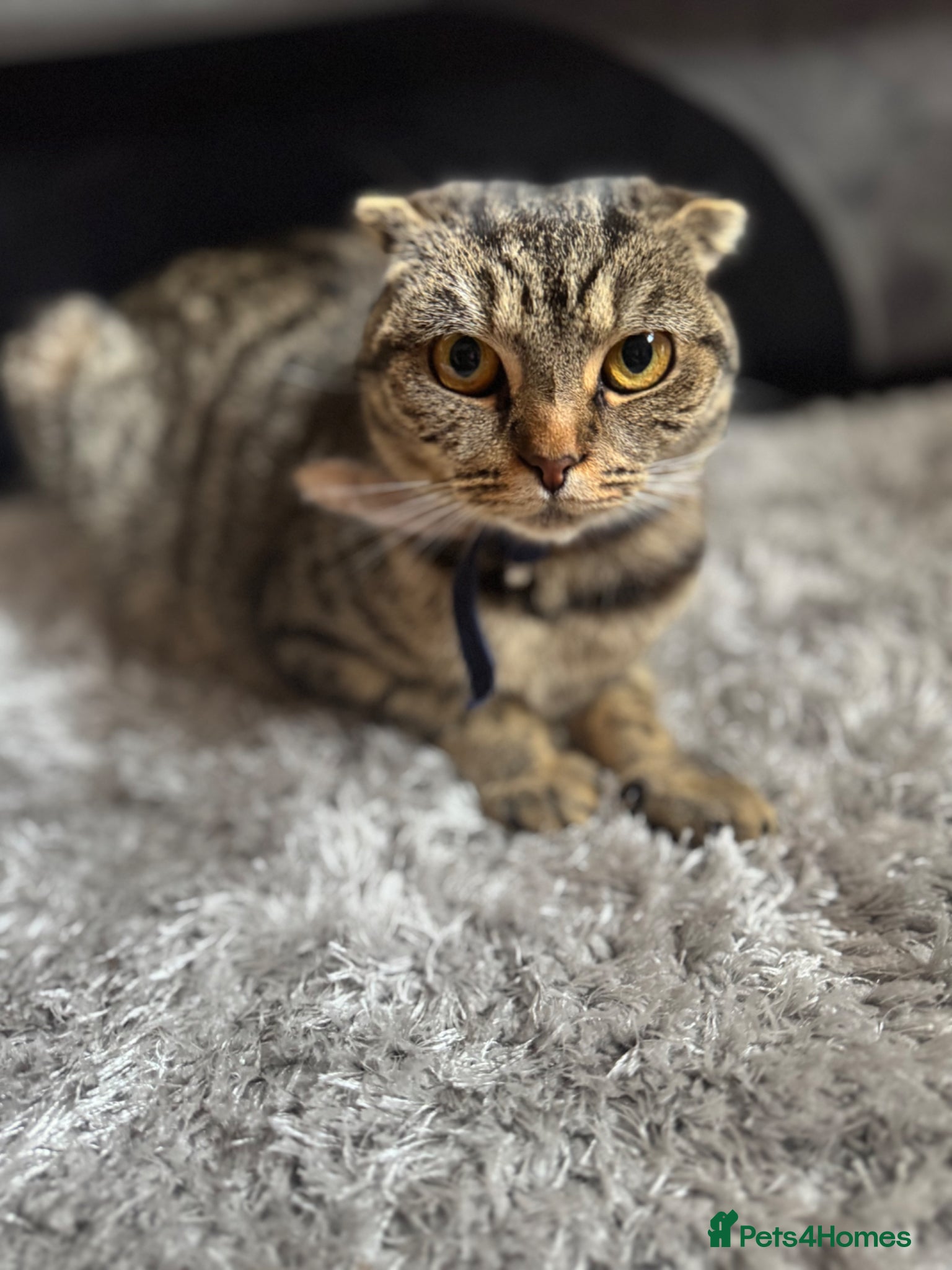 British Shorthair cats British cat and scotish fold  - Advert 2