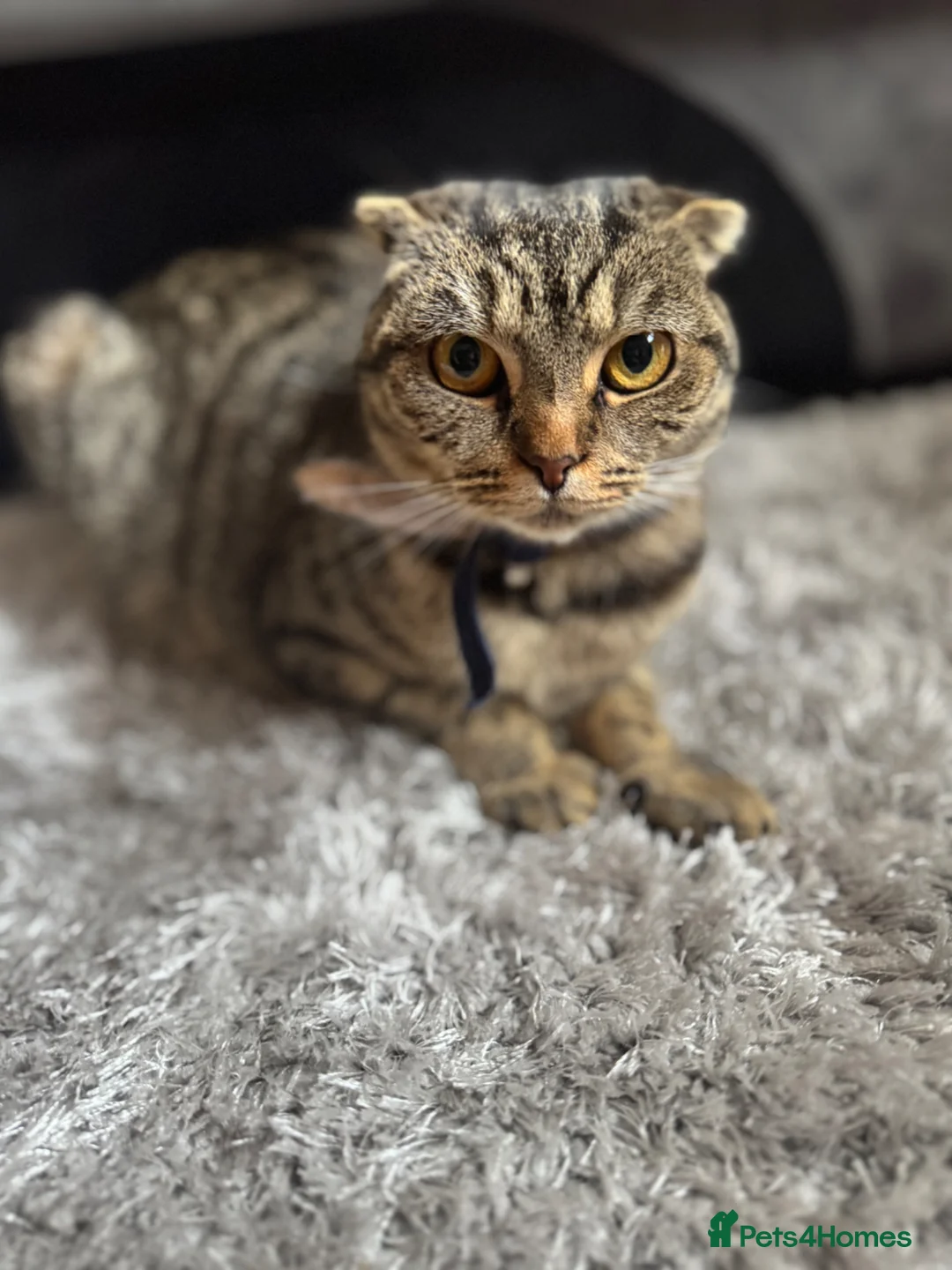 British Shorthair cats for sale: British cat and scotish fold  - Advert 1