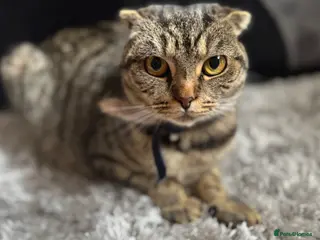 British Shorthair cats British cat and scotish fold - Advert 5
