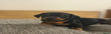 Dachshund 10