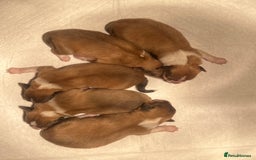 Shetland Sheepdog dogs for sale: Sheltie Puppies - Advert 7