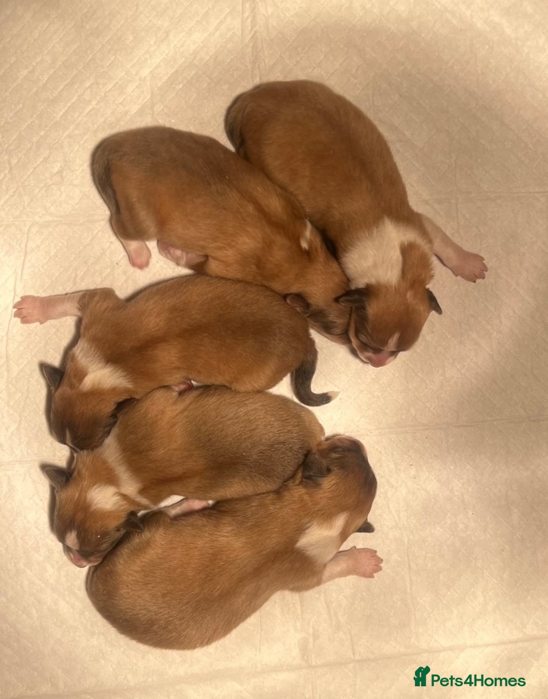 Shetland Sheepdog dogs for sale: Sheltie Puppies - Advert 7