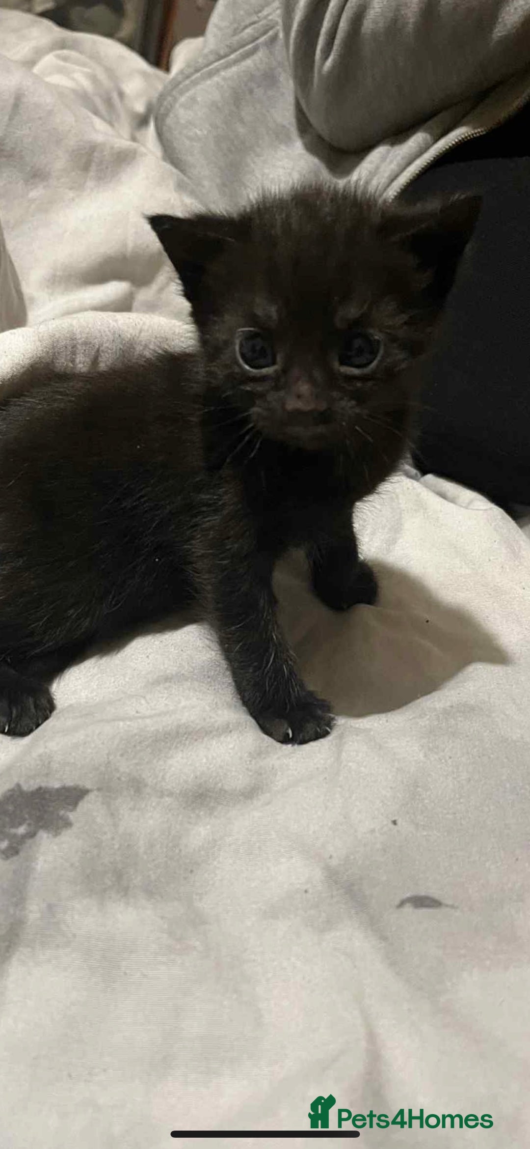Mixed Breed cats for sale: Beautiful kittens, little panthers  - Image 2