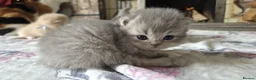British Shorthair cats for sale: six beautiful British Shorthair  in Halifax - Advert 19