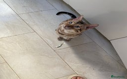 Bengal cats for sale: Cream Snow Male Bengal for Sale - TICA Registered - Image 6