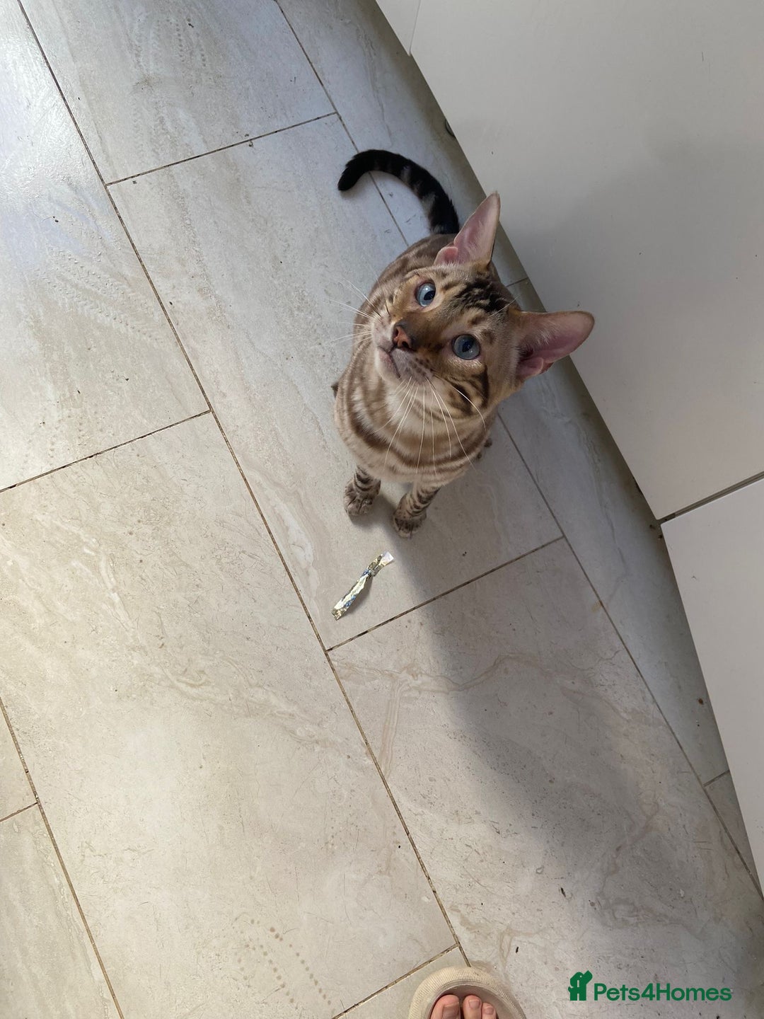 Bengal cats for sale: Cream Snow Male Bengal for Sale - TICA Registered - Image 6