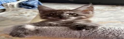 Maine Coon cats for sale: Stunning Maine Coon Kittens TICA Registered - Advert 15