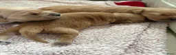 Golden Retriever dogs for sale: Dark golden retriever puppies kc reg - Advert 4