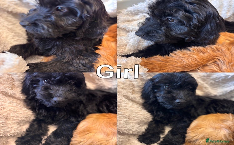 Irish Doodle dogs - Advert 1