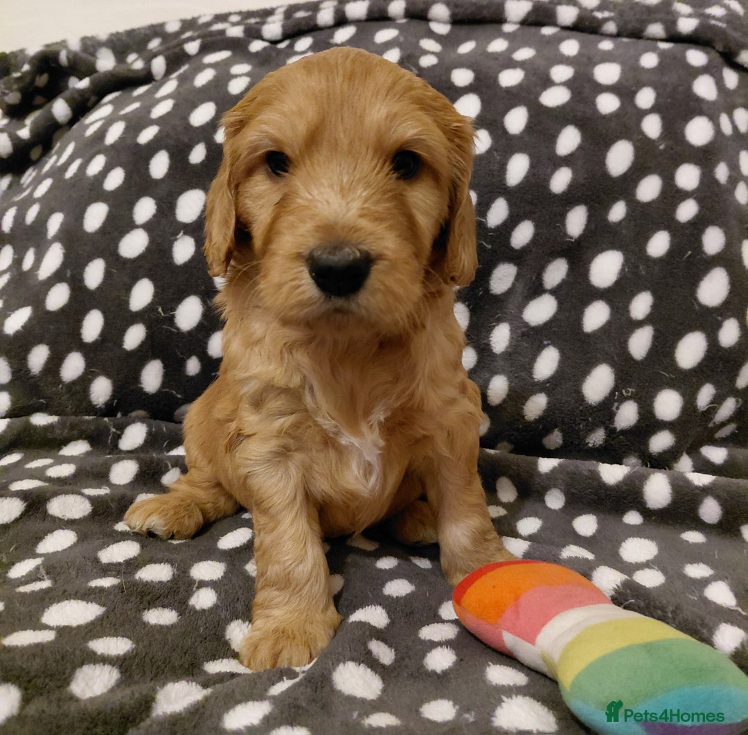Mixed Breed dogs for sale: Australian Labradoodle puppies - Advert 24