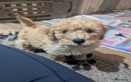 Miniature Poodle dogs for sale: Kc reg mini poodle pups for sale  - Image 4