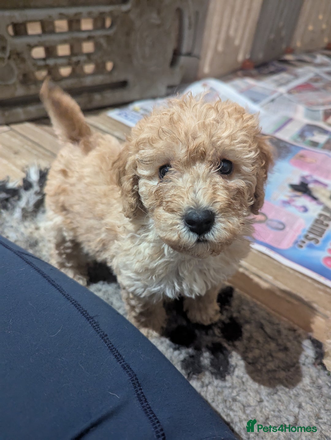 Miniature Poodle dogs for sale: Kc reg mini poodle pups for sale  - Image 4