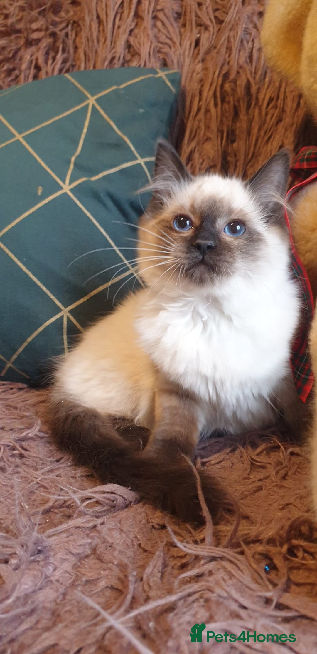 Ragdoll cats for sale: Beautiful GCCF Seal Point Kitten Available. - Advert 4