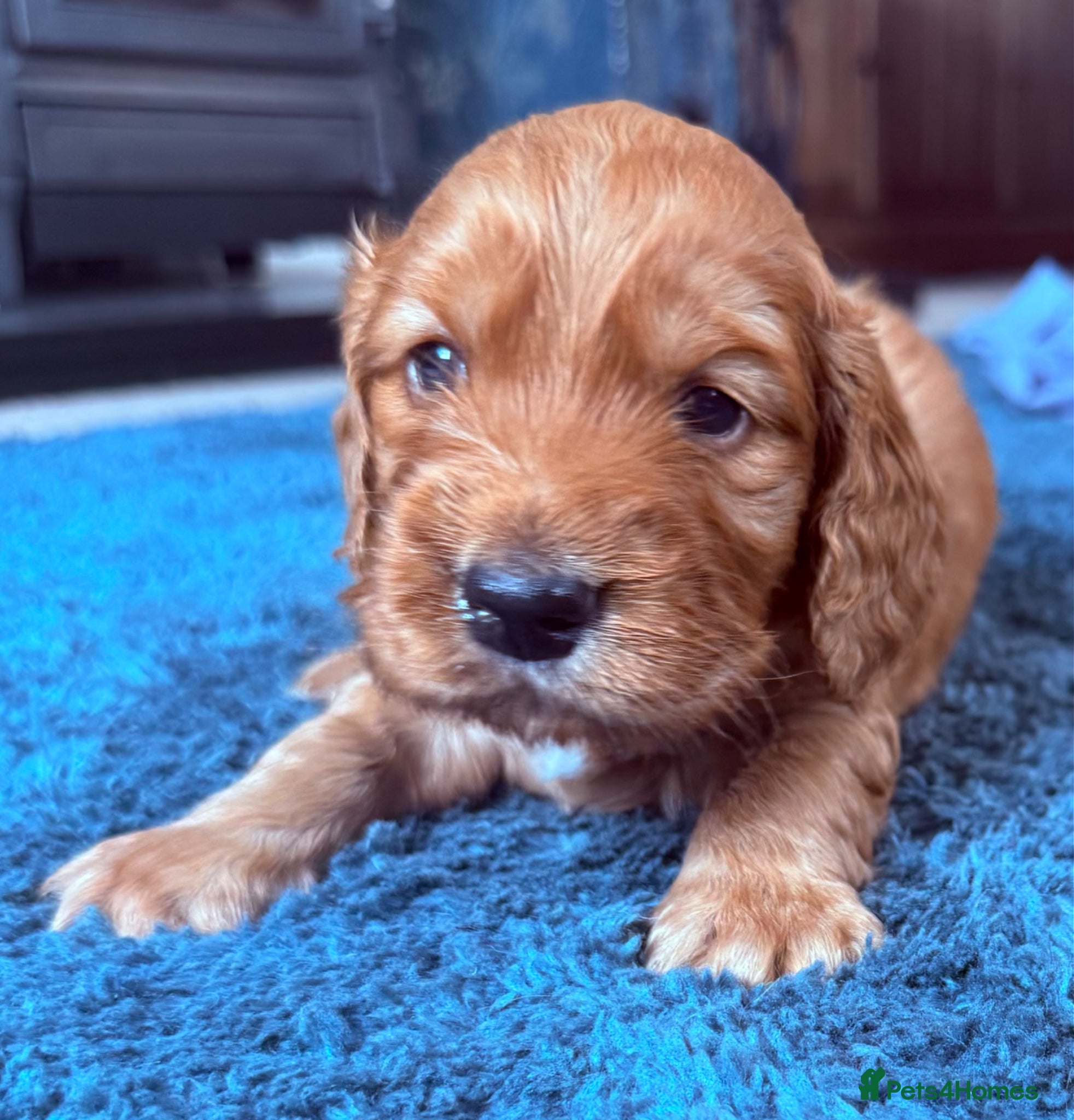 Cocker Spaniel dogs Beautiful Cockerspaniel Puppies For Sale - Advert 3