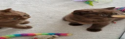 British Shorthair cats for sale: British short hair  - Advert 4