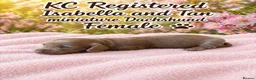 Miniature Dachshund dogs for sale: READY TO LEAVE unreal long hair KC stunning💙💕 - Advert 27