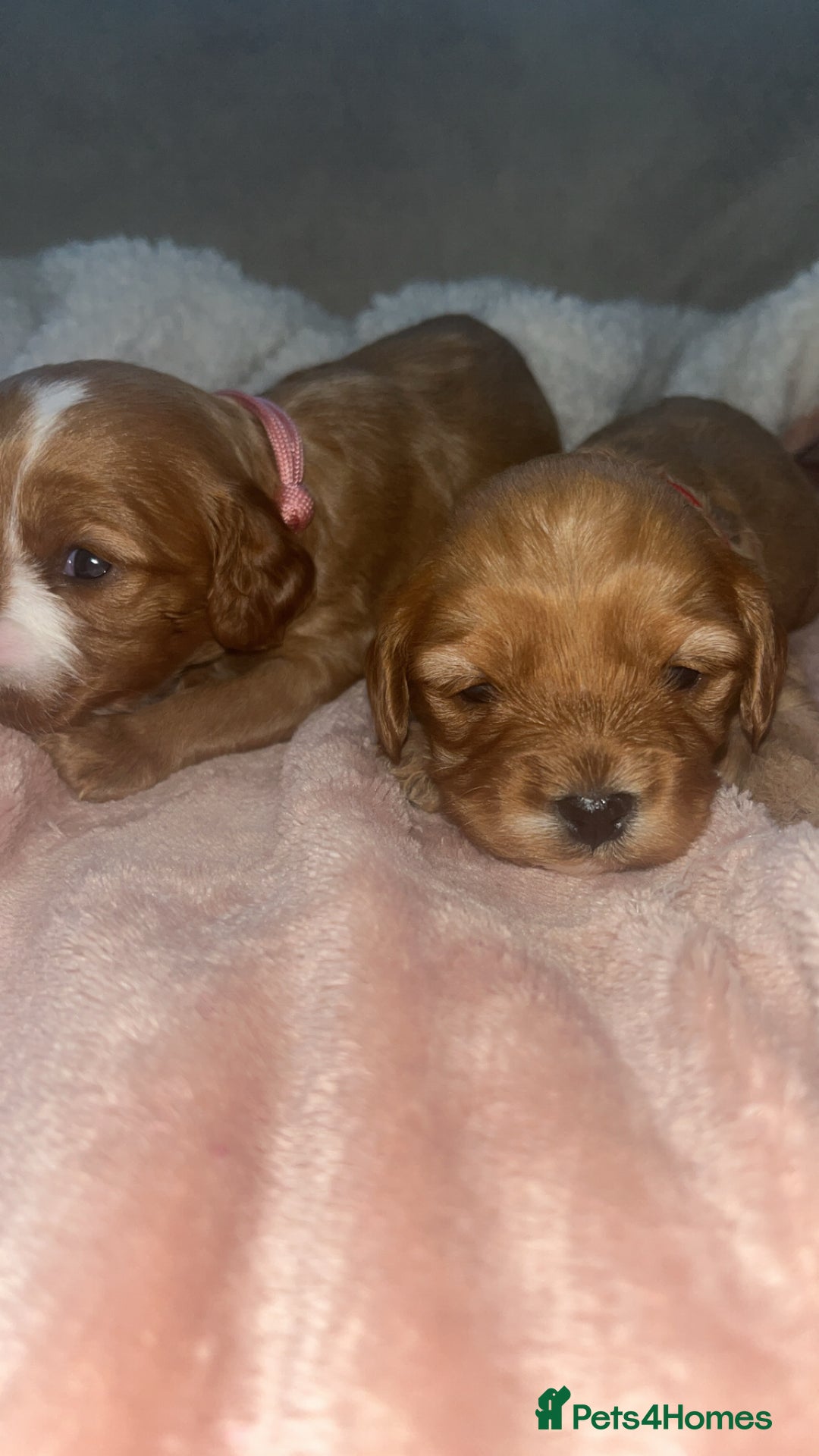Cavapoo dogs for sale: F1 Cavapoos  - Image 4