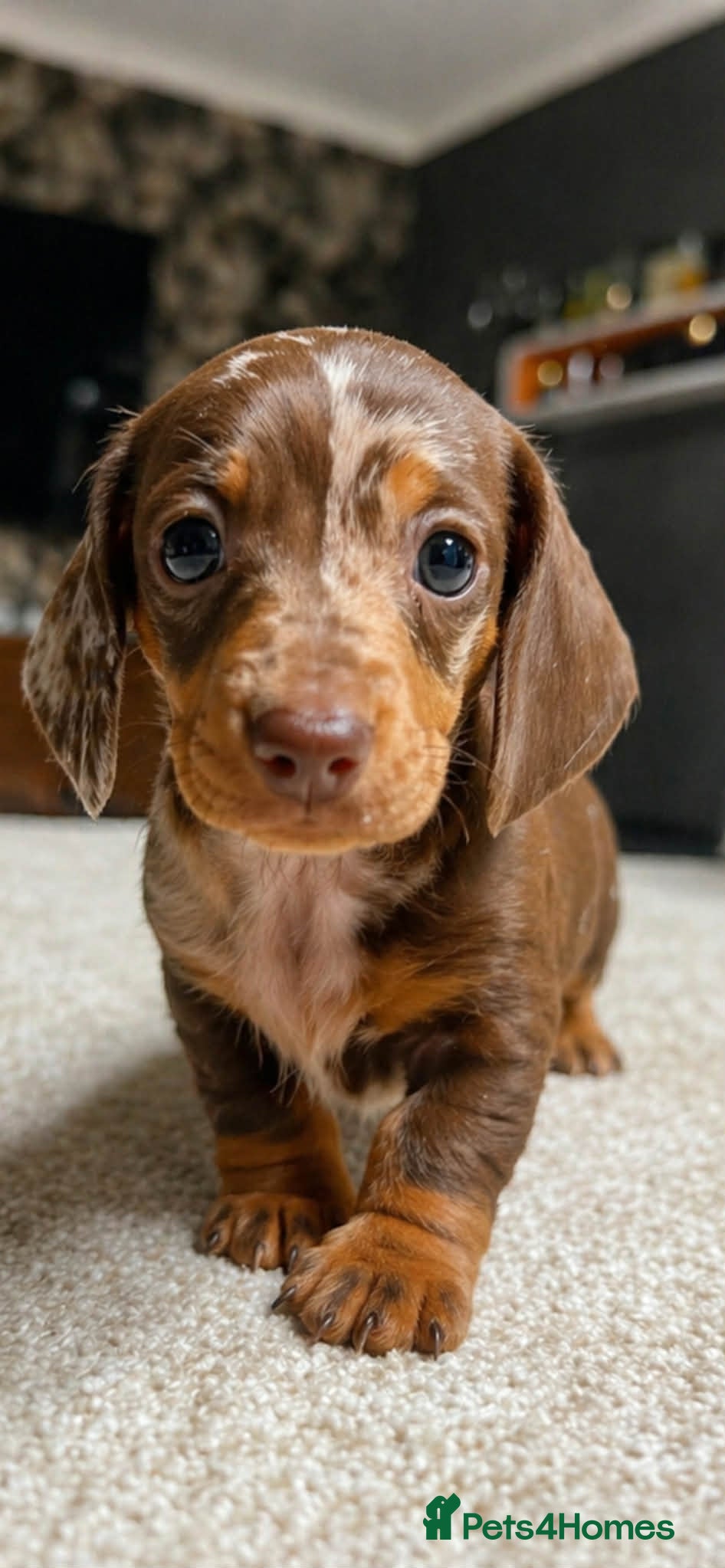 Miniature Dachshund dogs  Mini Dachshund Puppies – Dapple & Chocolate - Advert 16