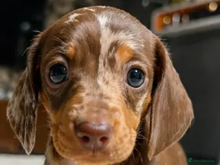 Miniature Dachshund dogs Mini Dachshund Puppies – Dapple & Chocolate - Advert 16