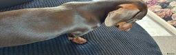 Miniature Dachshund dogs for sale: Miniature dashhound  - Advert 2
