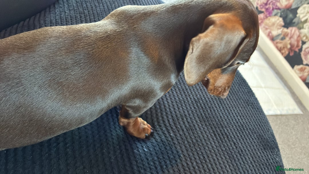 Miniature Dachshund dogs for sale: Miniature dashhound  - Advert 2