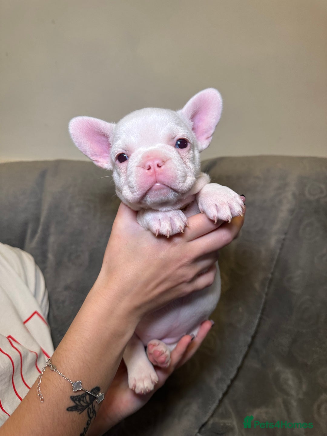 French Bulldog dogs for sale: French bulldog pups  - Image 7