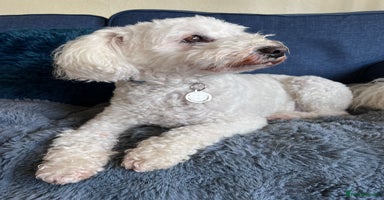 Tibetan Terrier dogs in Salisbury - Advert 1