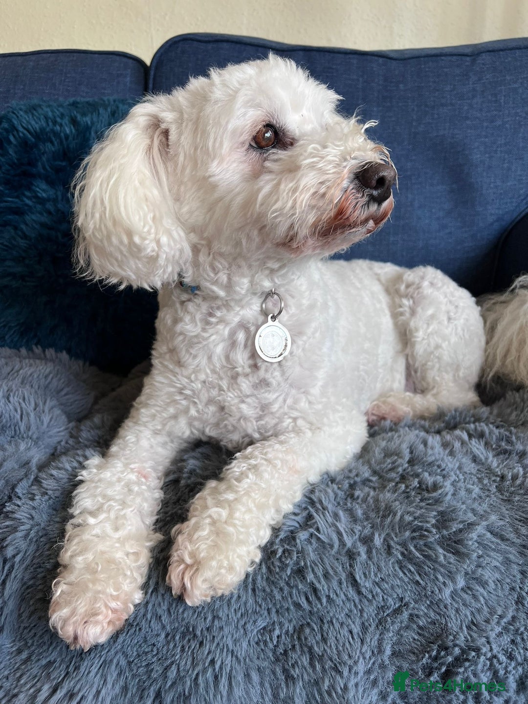 Tibetan Terrier dogs for adoption: Sweet Sophie Needs Love  in Salisbury - Image 2