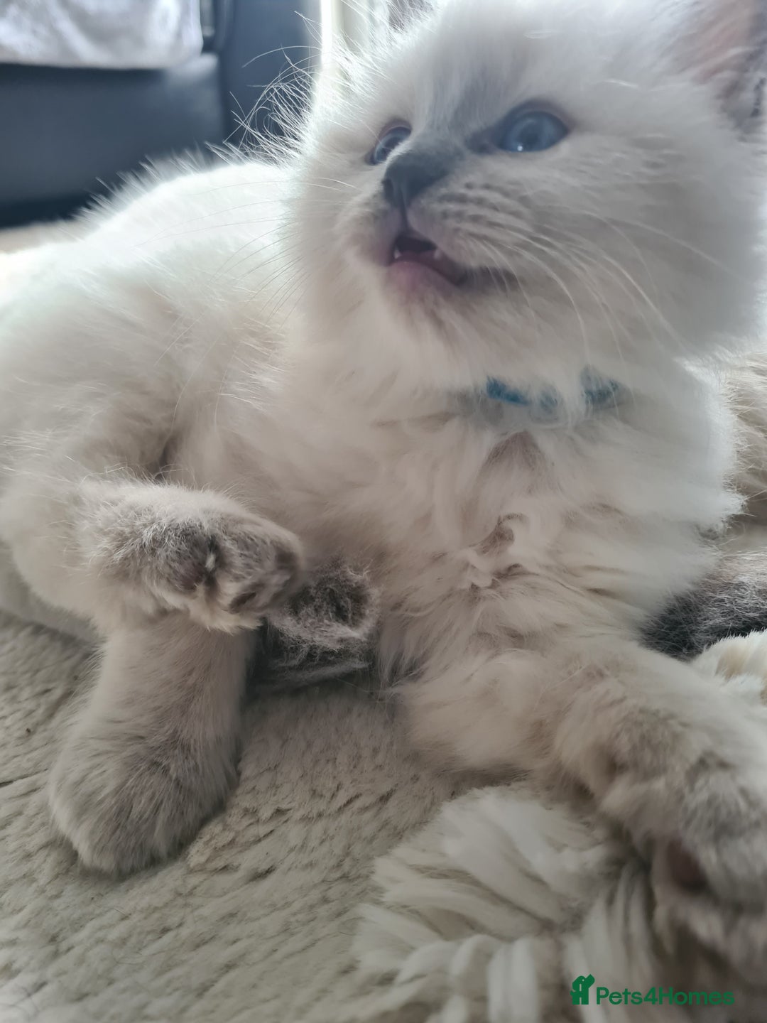 Ragdoll cats for sale: Ragdoll Kittens purebred  - Image 10