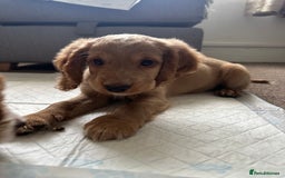 Cockapoo dogs for sale: Boy Cockapoo puppies - Image 4