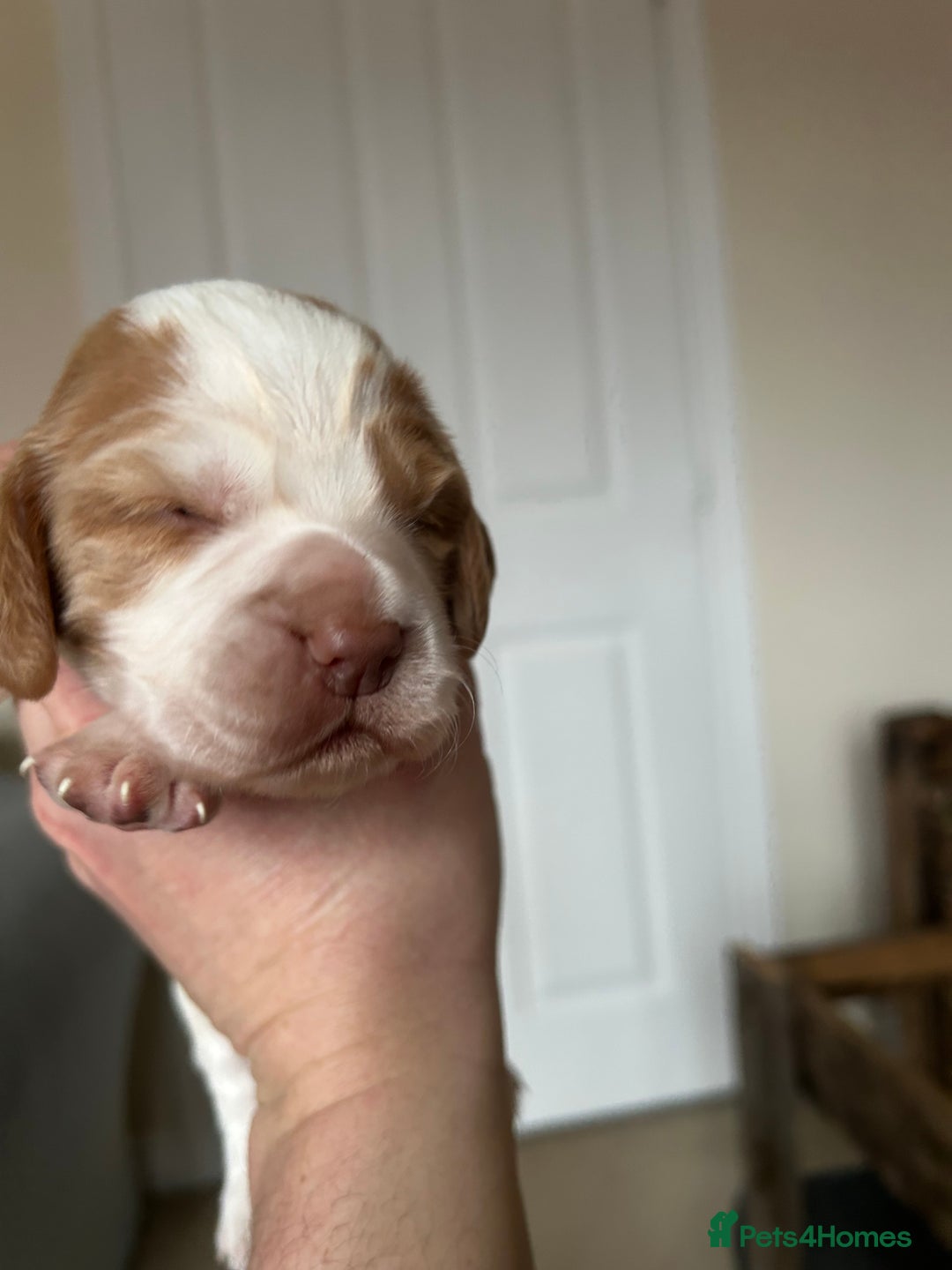 Cocker Spaniel dogs for sale: Working cocker pups - Advert 14