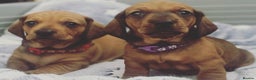 Dachshund dogs for stud: Kc registered standard smooth  in Newton Abbot - Advert 30