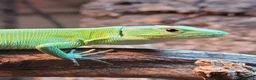 Lizard reptiles for sale: Green keel lizard full set up waterfal - Advert 2
