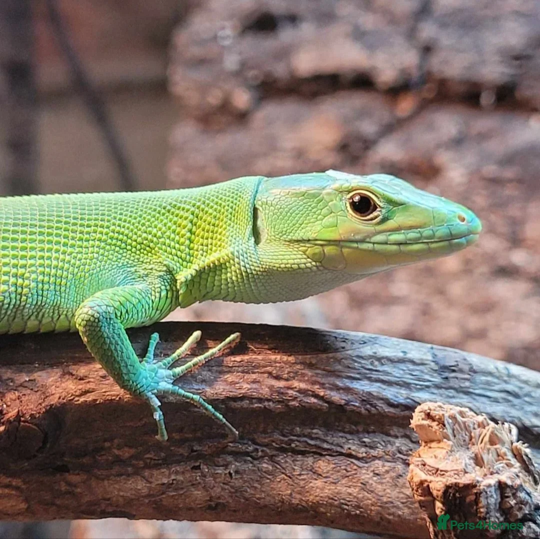 Lizard reptiles for sale: Green keel lizard full set up waterfal - Advert 2