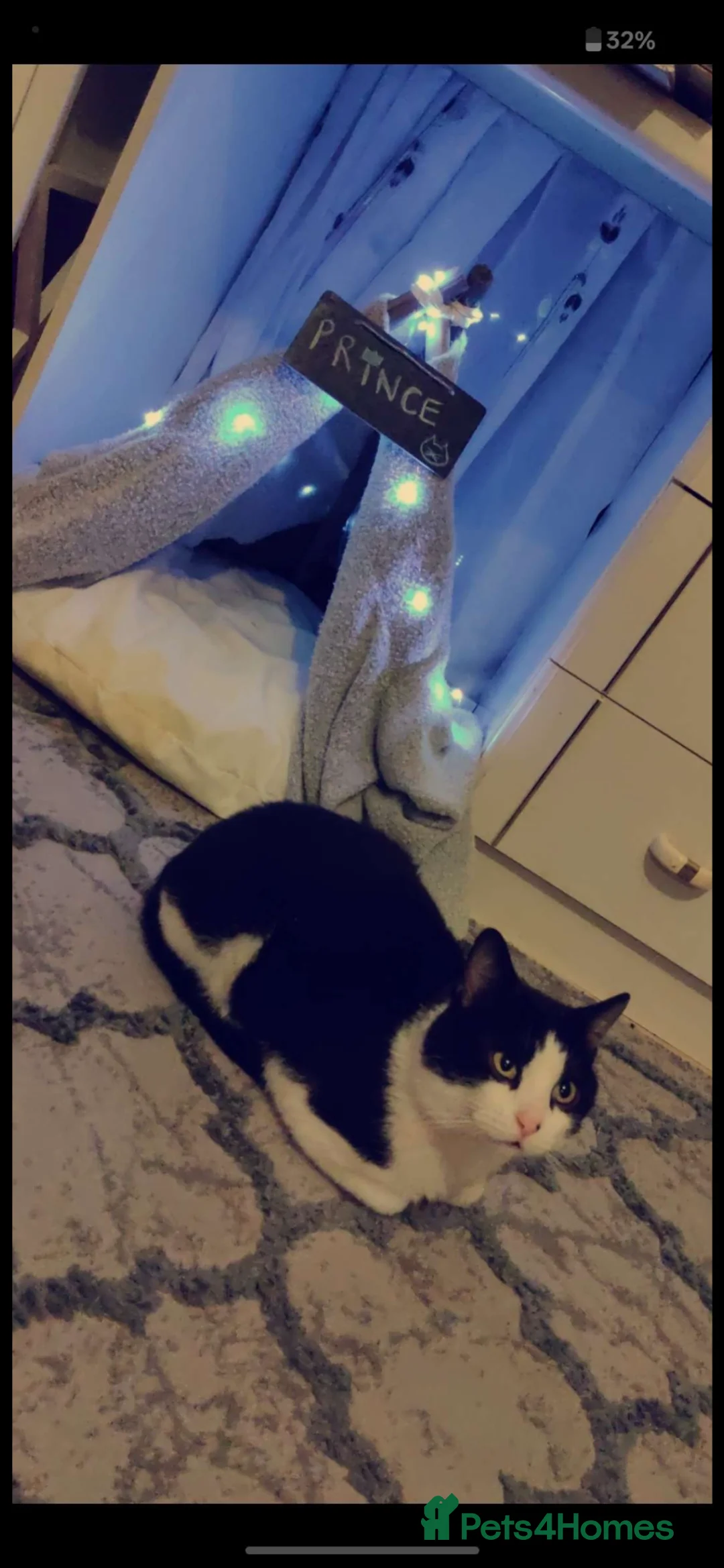 Mixed Breed cats for sale: Handsome Tuxedo Cat – Prince (7 Years Old)  - Advert 2