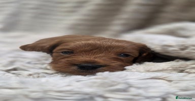 Cavapoo dogs - Advert 4