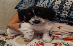 Jack Russell dogs for sale: Two jackrussel puppy's for sale - Image 10