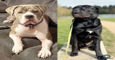 Mixed Breed dogs - Advert 8