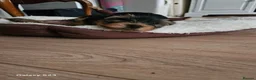 Yorkshire Terrier dogs for sale:  🐾 Beautiful Yorkshire Terrier Boys - Advert 8