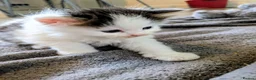 Mixed Breed cats for sale: Male & Female Kitten - Advert 2